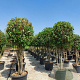 Photinia fraseri 'Red Robin' 200-250 cm container 80 stam