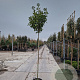 Photinia fraseri 'Red Robin' 200 cm stam 30L 8-10