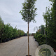 Photinia fraseri 'Red Robin' 200 cm stam 35L 12-14