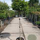 Prunus l. 'Angustifolia' 100 cm stam container 10-12