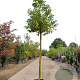 Prunus l. 'Angustifolia' 120 cm stam container 20-25