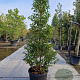 Prunus l. 'Angustifolia' 175-200 cm 45L