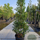 Prunus l. 'Angustifolia' 175-200 cm 45L