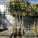 Prunus l. 'Caucasica' 10-12 cm container LEIVORM 200 cm stam