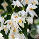 Styrax jap. 'Issai' 300-350 cm container meerstammig
