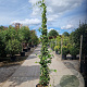 Trachelospermum jasminoides 250-300 cm 18L