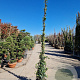 Trachelospermum jasminoides 250-300 cm 18L