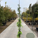 Wisteria sinensis 'Prolific' 350-400 cm 25L