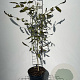 Juglans regia 80-100 cm 7,5L