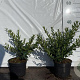 Ligustrum vulg. 'Lodense' 20-30 cm 2,0L