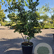 Cornus kousa chinensis 275-300 cm cont. 90L meerstammig