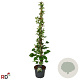 Hydrangea a. 'Flying Saucer' 125-150 cm 7,5L