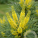 Mahonia eurybracteata 60-80 cm 10L