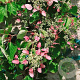 Schizophragma hyd. 'Roseum' 125-150 cm 7,5L