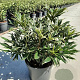 Rhododendron pont. 'Variegatum' 40-45 cm 5,0L