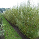 Salix viminalis 80-100 cm wortelgoed 1/1