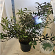Sambucus nigra Black Beauty 80-100 cm 20L