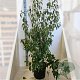 Cornus kousa chinensis 125-150 cm 20L meerstammig