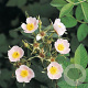 Rosa 'micranta' 60-80 cm wortelgoed