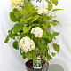 Hydrangea a. 'Annabelle' 40-60 cm 5,0L
