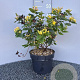 Hypericum i. Magical Beauty 30-40 cm 5,0L