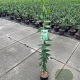 Lonicera henryi 100-125 cm 2,0L