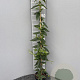 Lonicera henryi 100-125 cm 2,0L