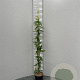 Lonicera henryi 100-125 cm 2,0L