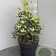 Osmanthus heter. 'Goshiki' 40-50 cm 10L