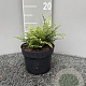 Polystichum set. 'Prol. Wollaston' GM 2,0L