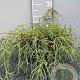 Chamaecyparis p. 'Filifera Nana' 40 cm 2,0L