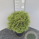 Thuja occ. 'Tiny Tim' 30-35 cm 3,0L