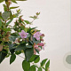 Abelia 'Edward Goucher' 20-25 cm 2,5L
