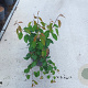 Amelanchier lamarckii 60-80 cm 10L