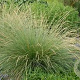 Festuca mairei GM  P11
