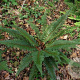 Polystichum neolobatum GM  P11
