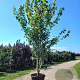 Acer rubrum 'Franksred' 350-400 cm cont. 110L meerstammig