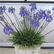 Agapanthus 'Lapis Lazuli' GM  P11