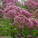 Eupatorium maculatum 'Riesenschirm' GM P9