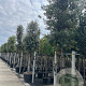 Quercus ilex 25-30 HO container