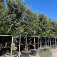 Quercus ilex 25-30 HO container
