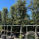 Quercus ilex 25-30 HO container