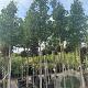 Acer campestre 14-16 cm container