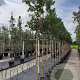 Ilex 'Nellie R. Stevens' 8-10 HO container