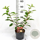 Hydrangea pan. 'Pink Diamond' 30-40 cm 3,0L
