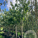 Prunus a. 'Sunburst' 14-16 HO container 120 cm stam