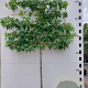 Liquidambar styraciflua 16-18HA 45L lei 150x150 150 cm stam