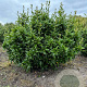 Mahoberberis 'Dart's Desire' 125-150 cm met kluit struik