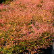 Nandina d. 'Richmond' 40-60 cm 7,5L