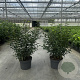 Prunus l. 'Angustifolia' 60-80 cm 10L